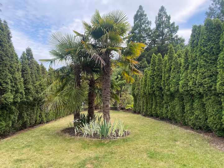 Garden with palm tree